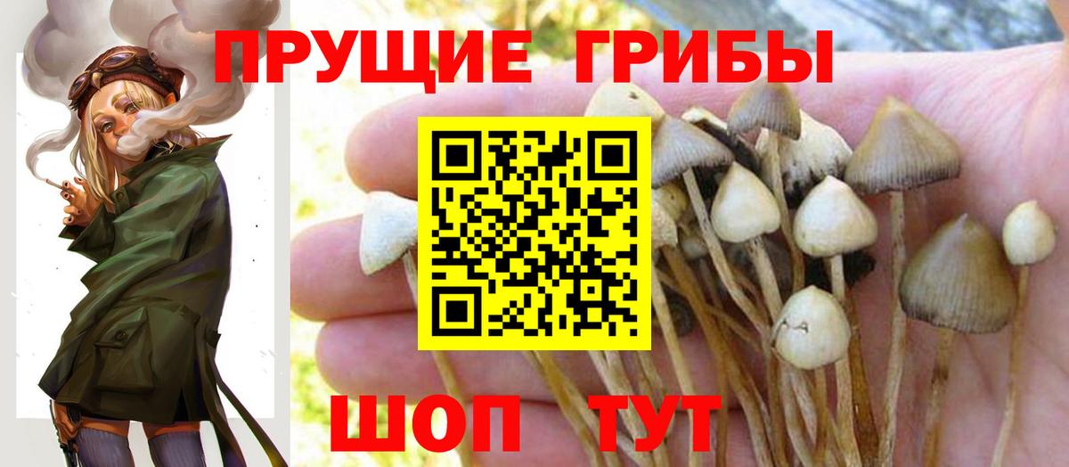 Псилоцибиновые грибы Psilocybe  Вход с VPN  Истра 